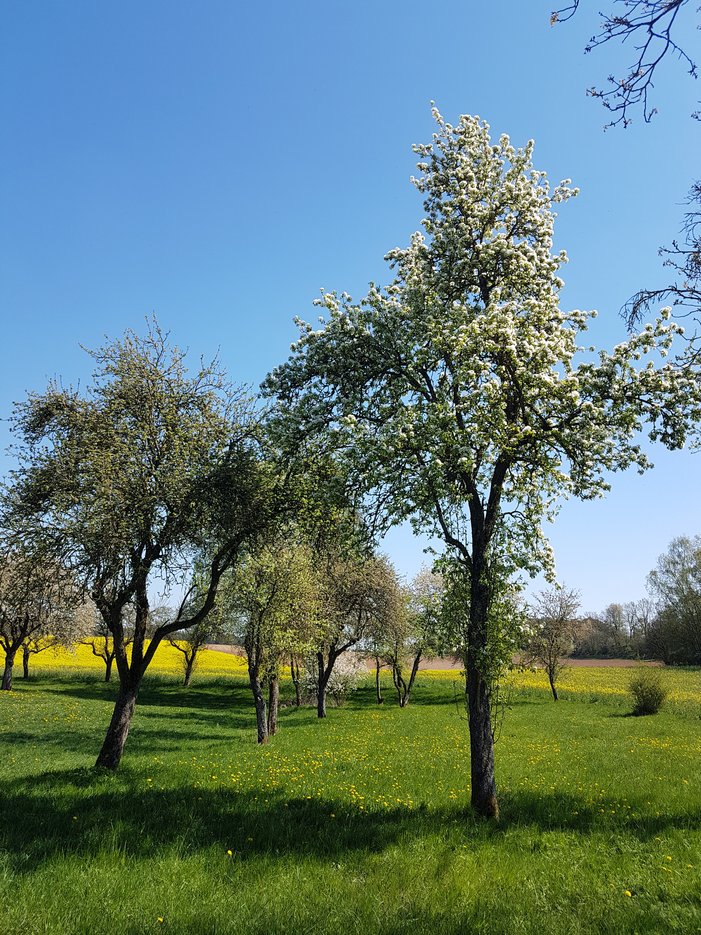 Streuobstwiese bei Bodenül