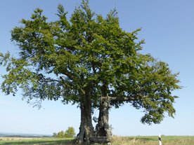 Naturdenkmal: zwei gewaltige Buchen bei Presseck