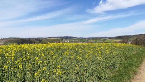 Rapsblüte am Kupferberger Würmberg, 26.01.2019, Doris Manz