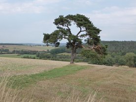 Alte Waldkiefer auf einem Acker bei Thurnau