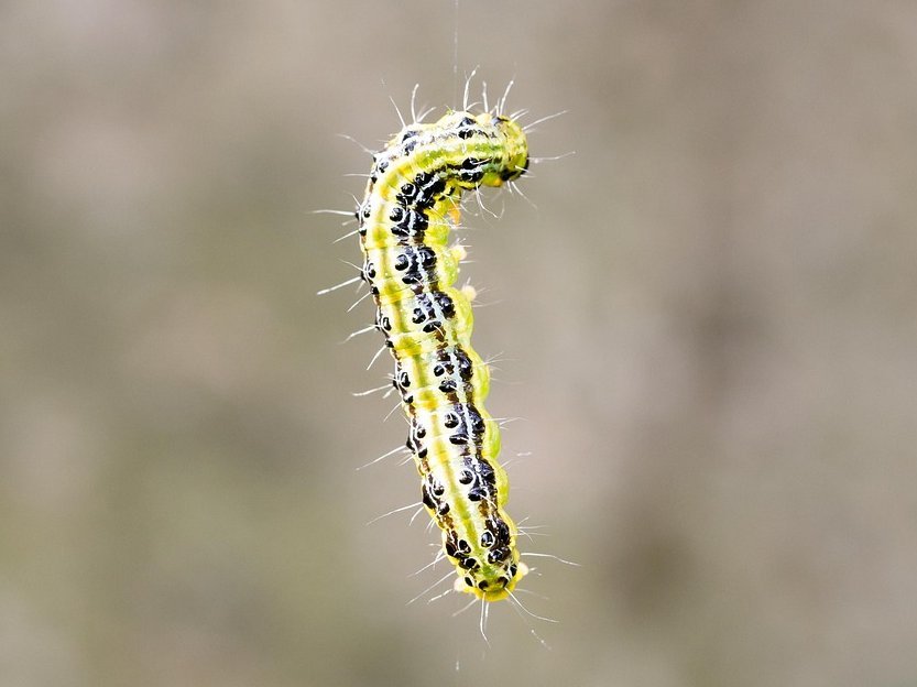 Raupe des Buchsbaumzünslers