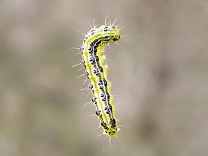 Raupe des Buchsbaumzünslers