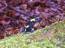 Feuersalamander