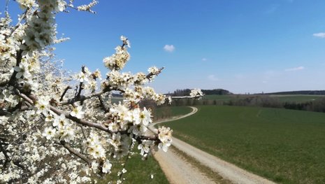 Kirschblüte Kupferberger Würmberg mit Blick zum Galgenberg, 04.05.2022, Doris Manz