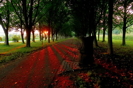 Sonnenuntergang in der Baille-Maille-Allee in Himmelkron, 22.06.2020, Manfred Hirschmann