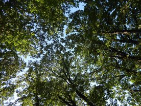 Naturdenkmal: Eichengruppe bei Ködnitz