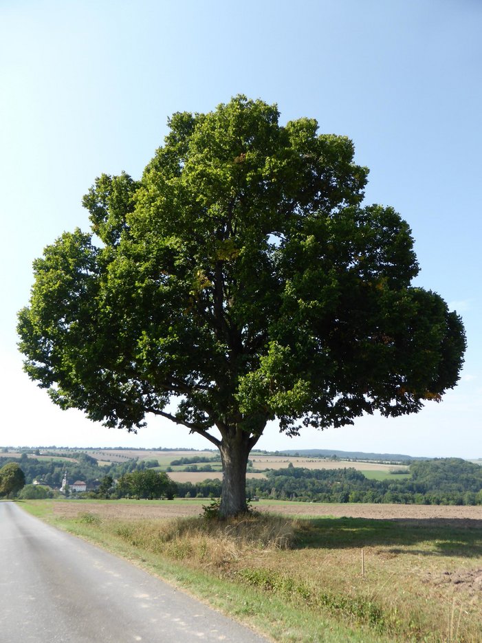 Naturdenkmal Flurlinde bei Kirchleus