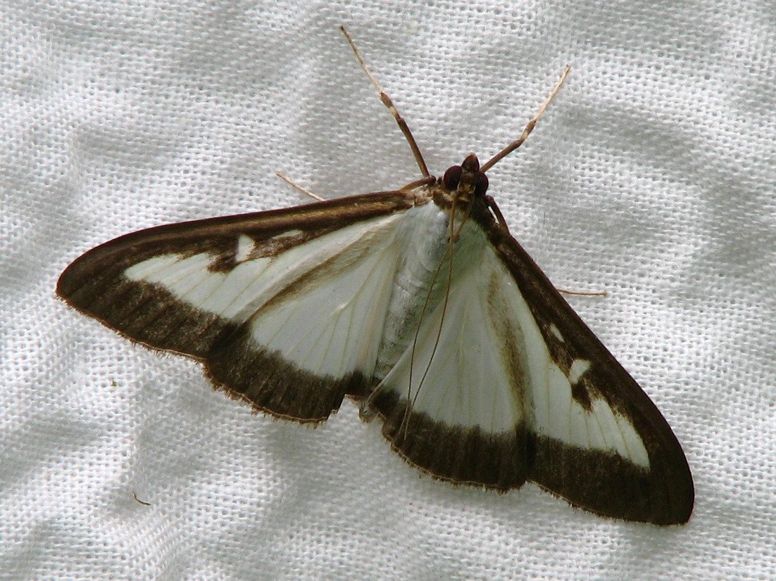 Buchsbaumzünsler