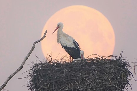 Storchenpaar vor Vollmond auf dem Schlot in Melkendorf, 08.04.2020, Joachim Schmitt